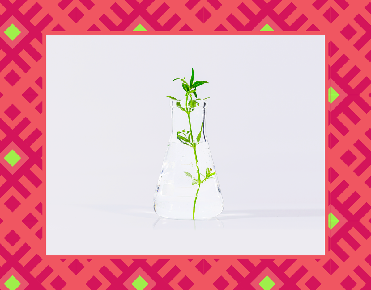 Plant Stem Cells